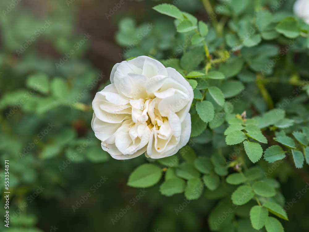 Rosa odorata wihite flowers with burred background. Rosa odorata wihite flowers with burred background.