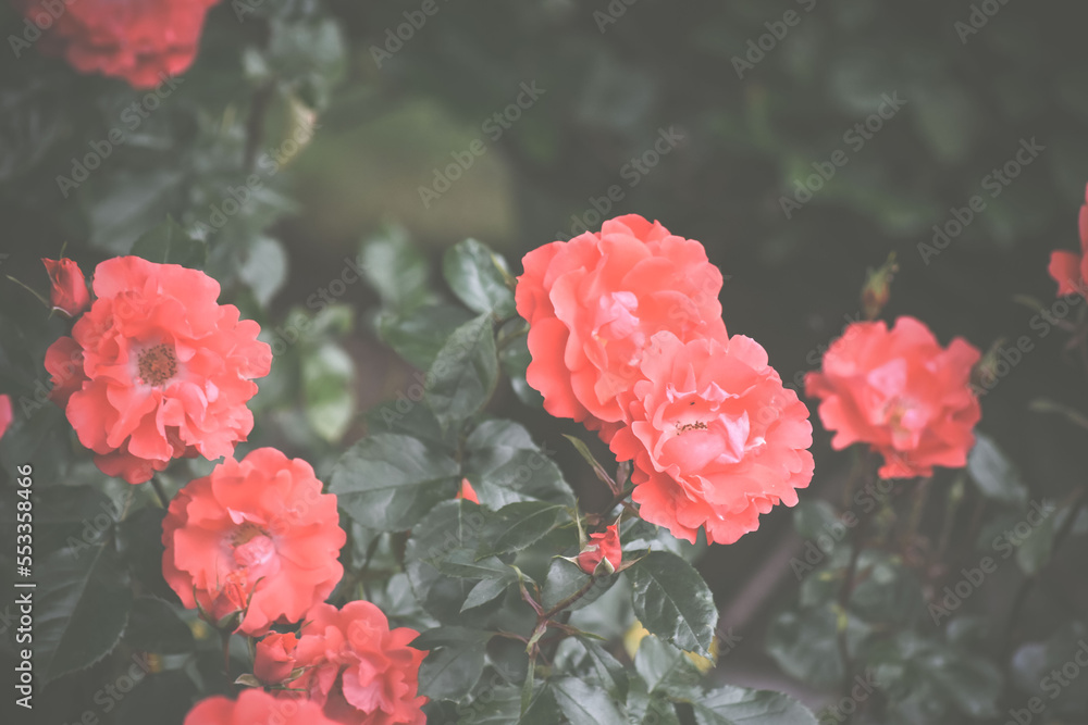 Obraz premium Garden Flower