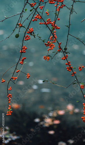 autumn red berry beside the lake