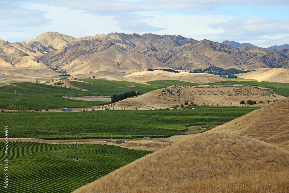 Vineyard and mountains - Marlborough Region - New Zealand