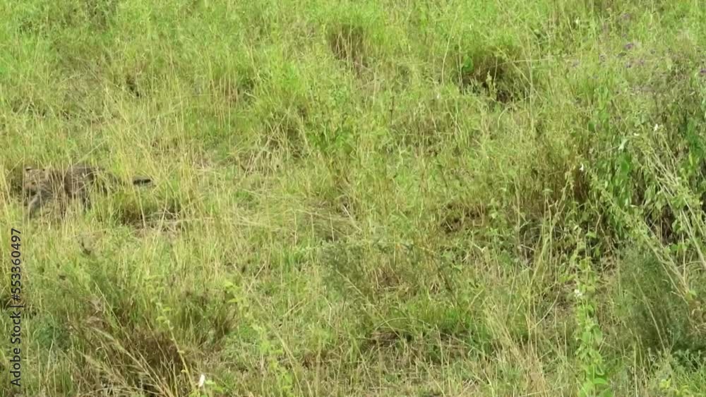 Leopard mother and cub stalking in the tall grass on the savannah Leopard mother and cub stalking in the tall grass on the savannah