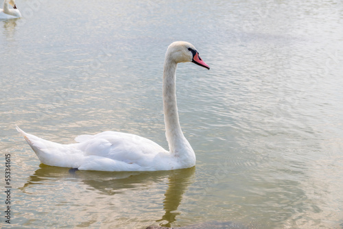 Graceful white Swan swimming in the lake  swans in the wild. Portrait of a white swan swimming on a lake.