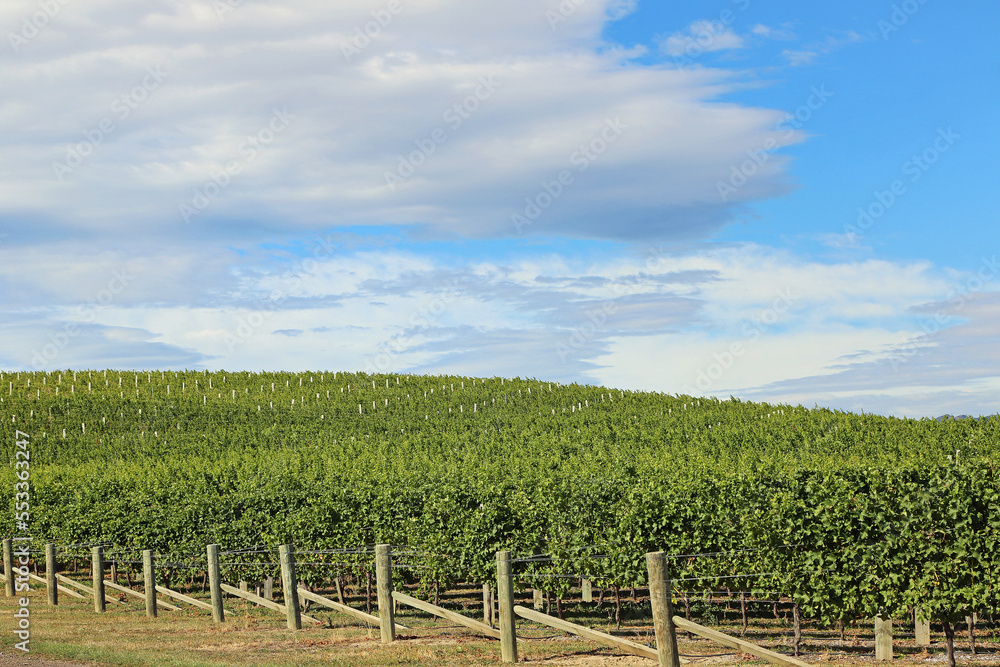 Grape plantation - Marlborough Region - New Zealand