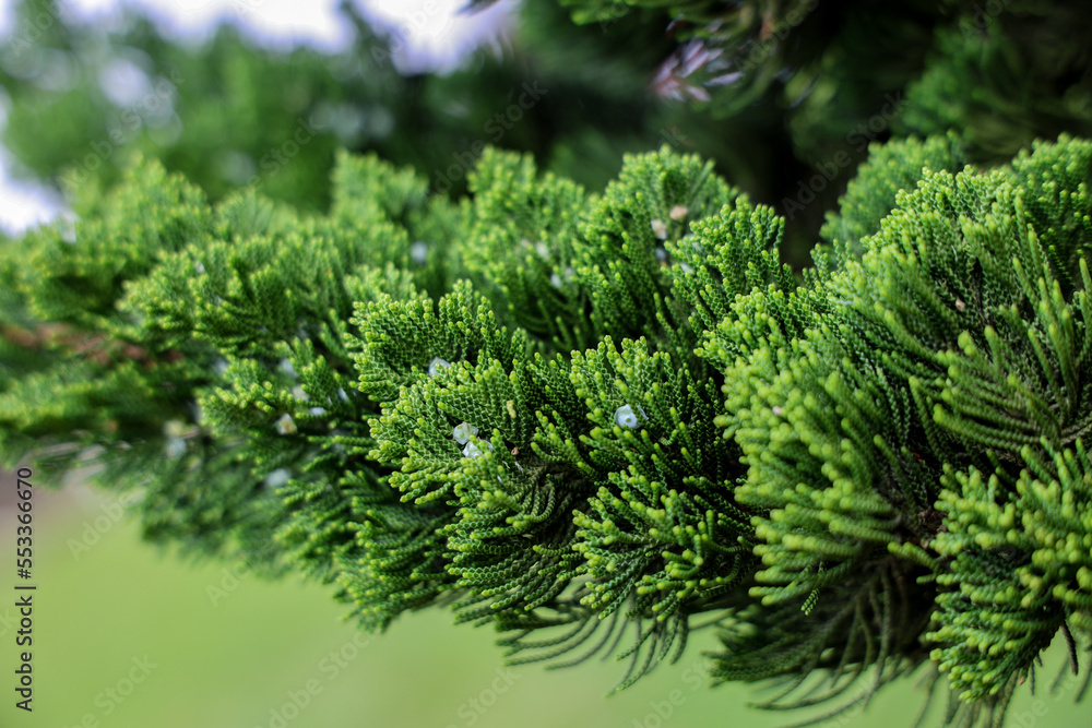 Fototapeta premium Christmas tree leaves