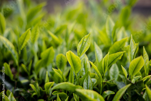 Tea field in morning Tea plantation. Tea field with sunlight in morning Sunny early on tea plantation Early sun on a tea plantation with young tea leaves reaching their early dew
