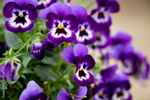 Pansies are a type of Viola ( Viola × wittrockiana) with large heart-shaped, overlapping petals and one of the widest ranges of bright, pretty colors and patterns. 