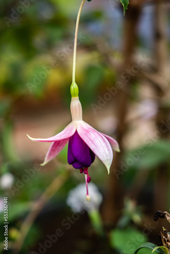 The fuchsia plant is an exotic plant that comes from Central and South America