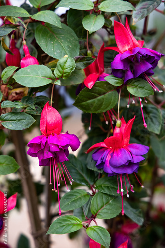 The fuchsia plant is an exotic plant that comes from Central and South America