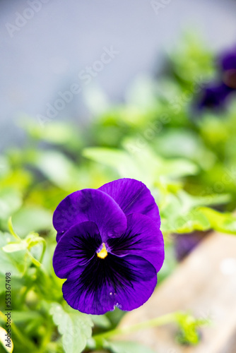 Pansies are a type of Viola ( Viola × wittrockiana) with large heart-shaped, overlapping petals and one of the widest ranges of bright, pretty colors and patterns.