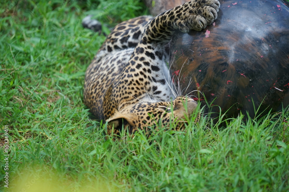 a leopard was rolling around playing ball in the green grass field. a leopard was rolling around playing ball in the green grass field.