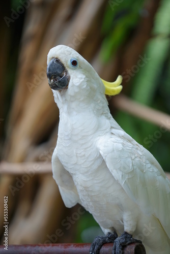 Picture of a yellow crested cockatoo standing on a branch and looking at the camera
 photo