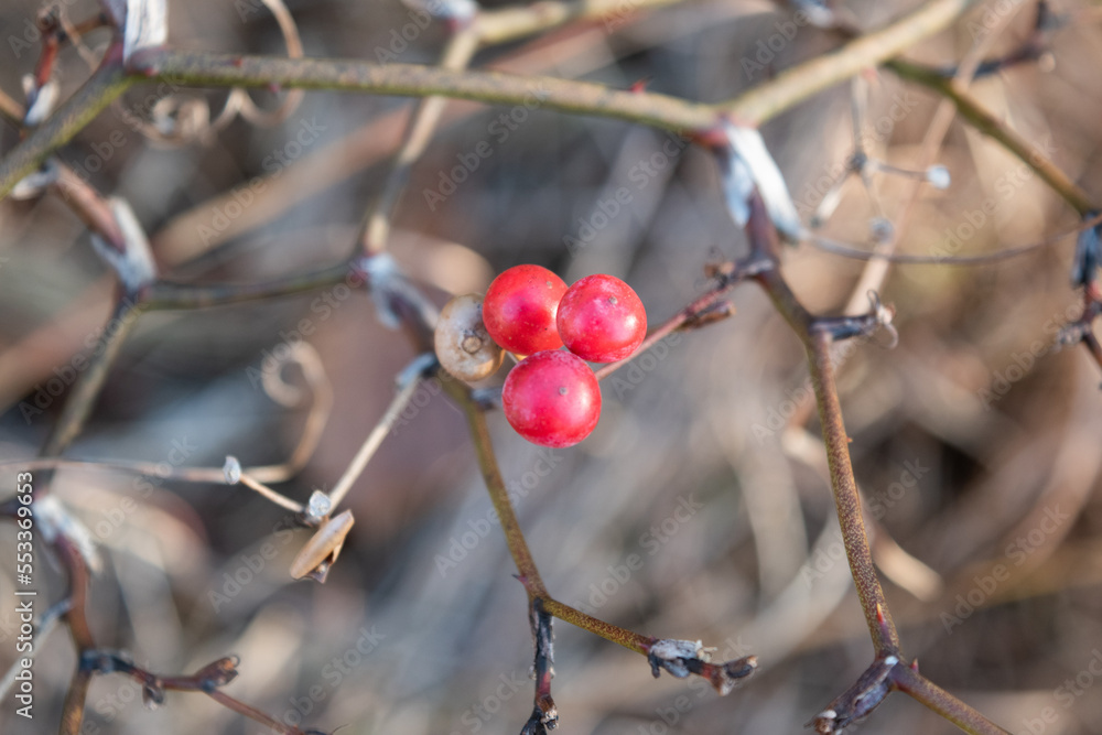 red berries of Smilax china in the winter field 5 red berries of Smilax china in the winter field 5