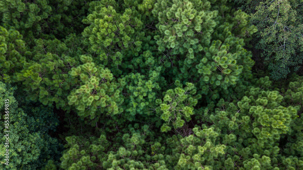 Aerial top view of green summer forest and pine trees forest, Abstract texture and background of green trees forest, Natural scenery tropical green forest.