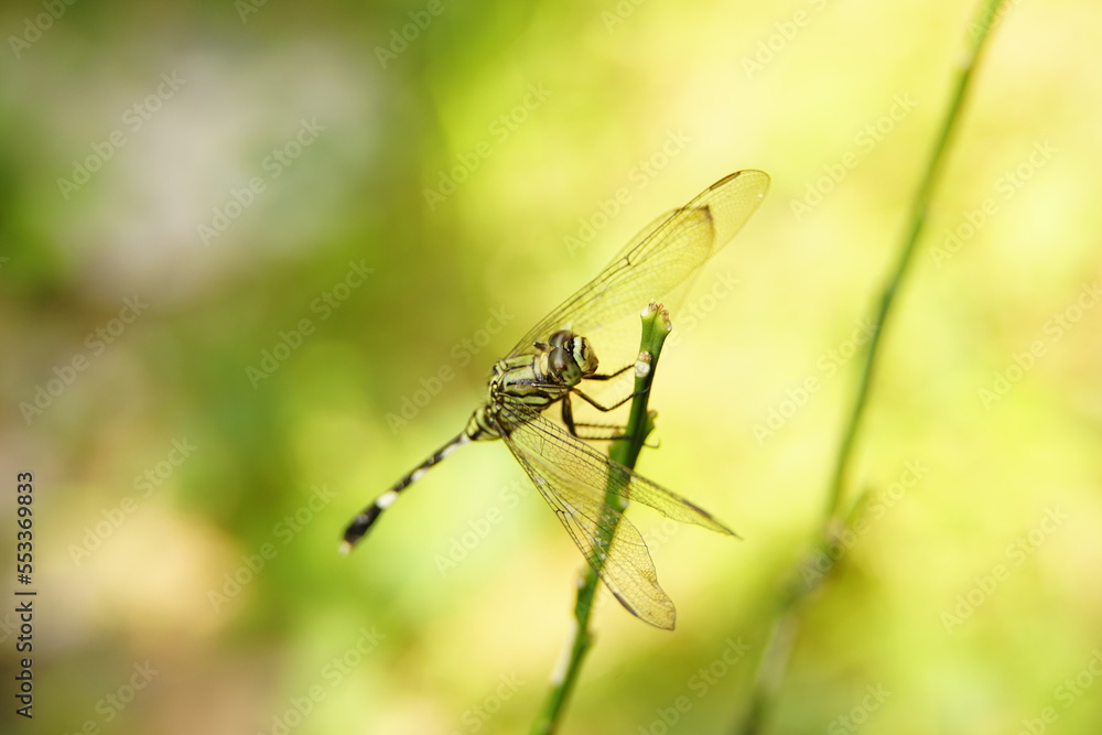 macro photography of a green dragonfly perched on a branch
macro photography of a green dragonfly perched on a branch