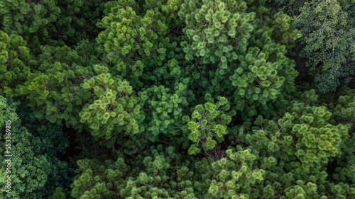 Aerial top view of green summer forest and pine trees forest  Abstract texture and background of green trees forest  Natural scenery tropical green forest.