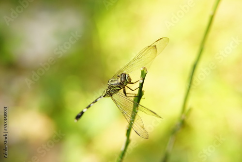 macro photography of a green dragonfly perched on a branch