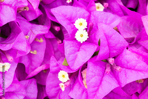 pink bougainvillea  blooming flower  good for background  single focus  blurred pink backdrop