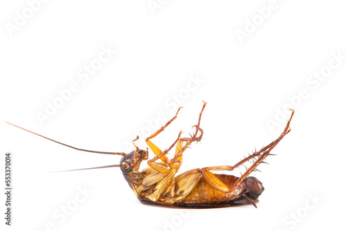 action image of Cockroaches, Cockroaches isolated on white background. The problem in the house because of cockroaches living in the kitchen. Cockroaches are carriers of the disease.