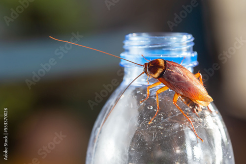 Cockroaches on the water bottle, cockroach on dirty floor indoors, need for detection, and cockroaches also carry the germs to humans. photo