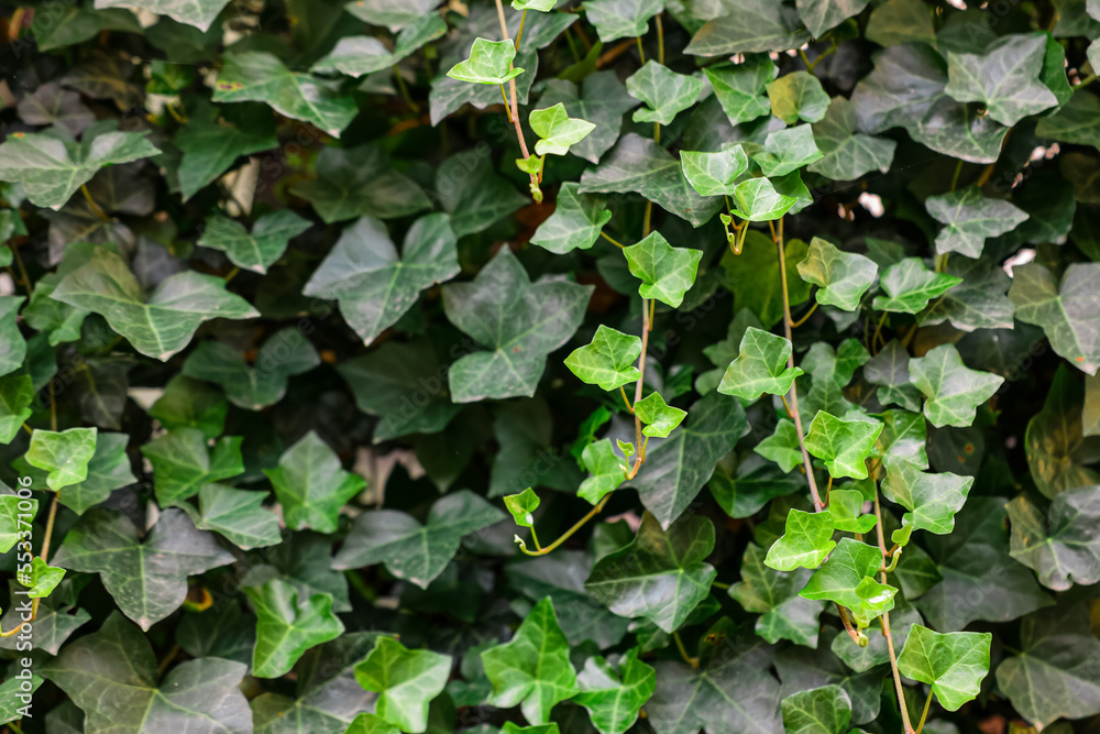 Bush of green ivy on fence Bush of green ivy on fence
