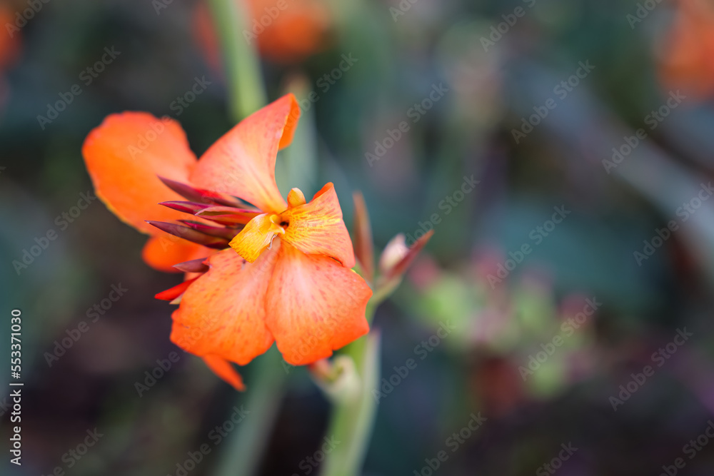 Beautiful alstroemeria flowers in garden, closeup Beautiful alstroemeria flowers in garden, closeup