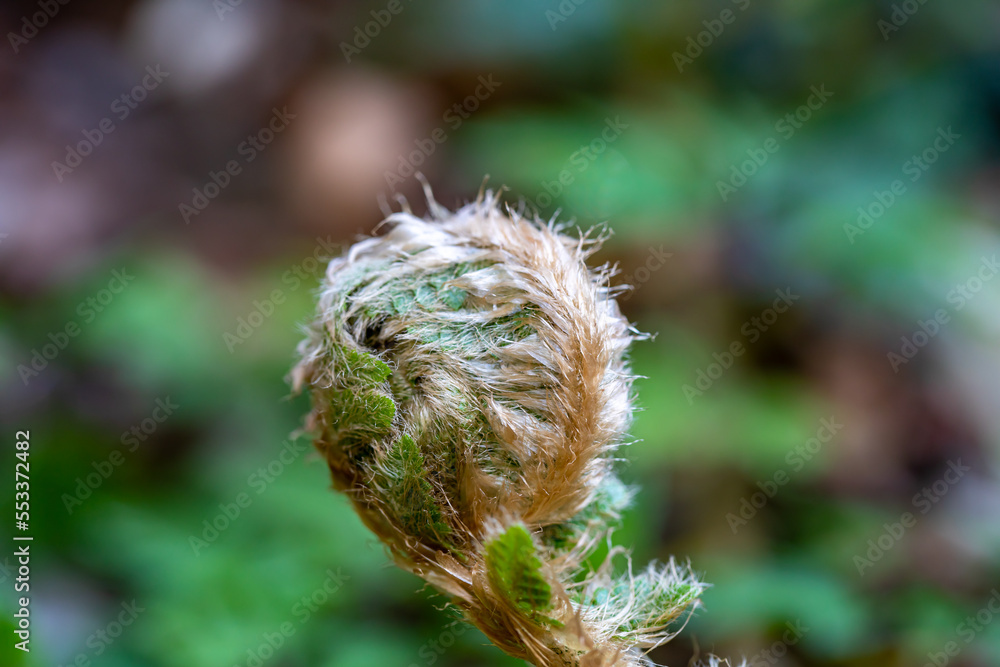 Dryopteris filix-mas flower growing in forest Dryopteris filix-mas flower growing in forest