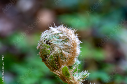 Dryopteris filix-mas flower growing in forest 