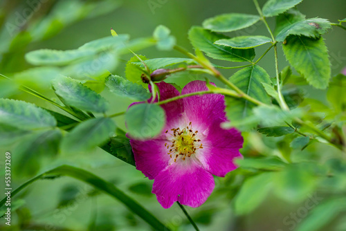 Rosa pendulina flower growing in mountains, close up
