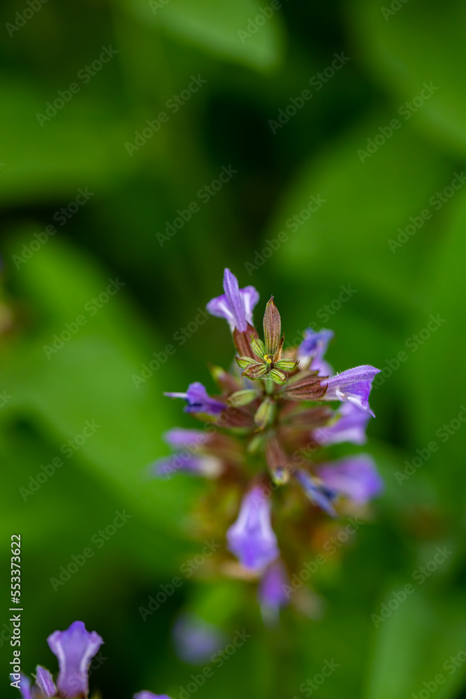 Salvia officinalis flower growing in meadow, close up Salvia officinalis flower growing in meadow, close up