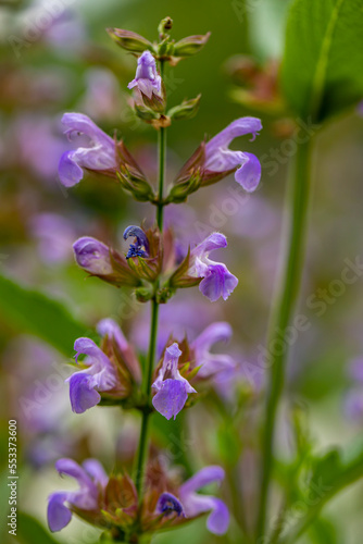 Salvia officinalis flower growing in meadow, close up