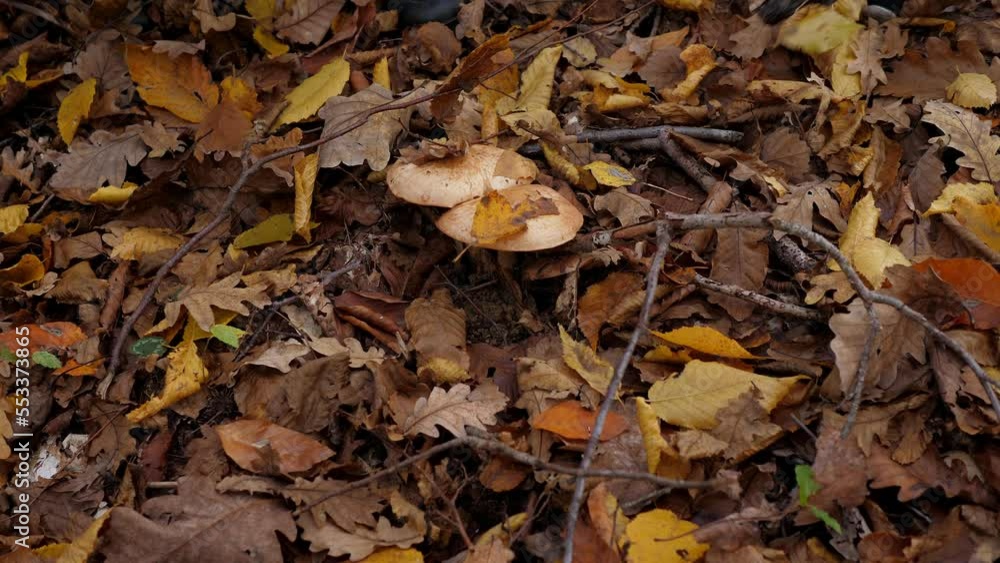 Close-up of mushrooms among the yellow foliage in the autumn forest, a family with children picking mushrooms. Close-up of mushrooms among the yellow foliage in the autumn forest, a family with children picking mushrooms.