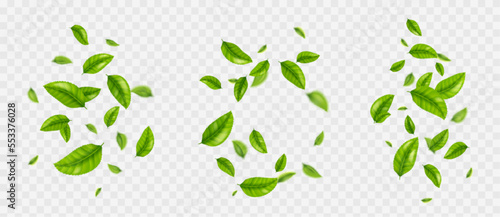 Falling tea leaves, realistic green foliage flying in air isolated on transparent background. Floral organic elements for products packaging design, advertising, promo, 3d vector illustration, set