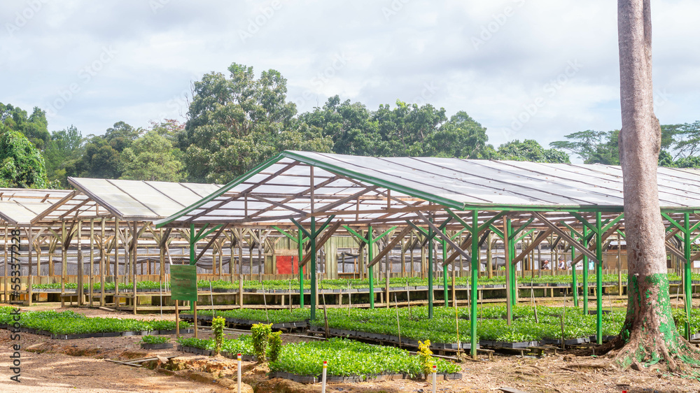 Nursery facility of plantation company to propagate timber tree seedlings, Kutai Timur, Kalimantan Timur Nursery facility of plantation company to propagate timber tree seedlings, Kutai Timur, Kalimantan Timur
