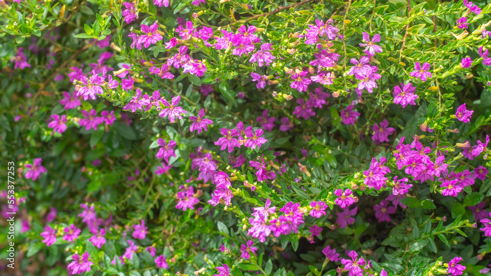 Green shrub with beautiful purple flowers. natural background Green shrub with beautiful purple flowers. natural background