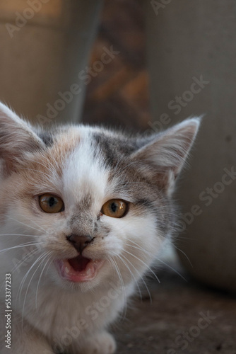 Wallpaper Mural 威嚇 Torontodigital.ca