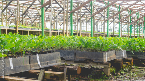 Acacia seedlings in the nursery facility ready to be transplanted
