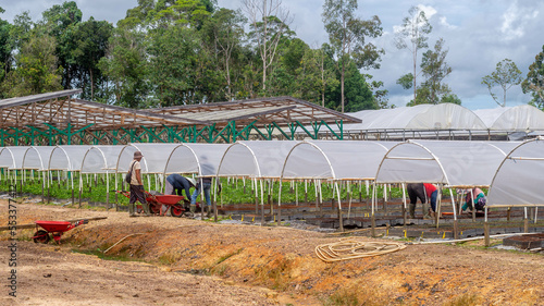 Workers working at the timber tree seedlings nursery, Kutai Timur, Indonesia