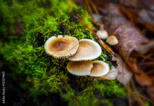 Mushroom under fallen leaves in the autumn forest close-up.