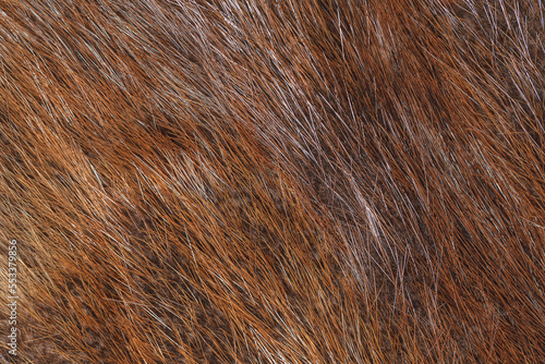 Animal fur on brown background.