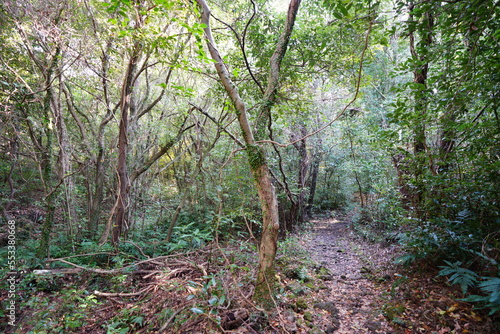 autumn path in wild forest