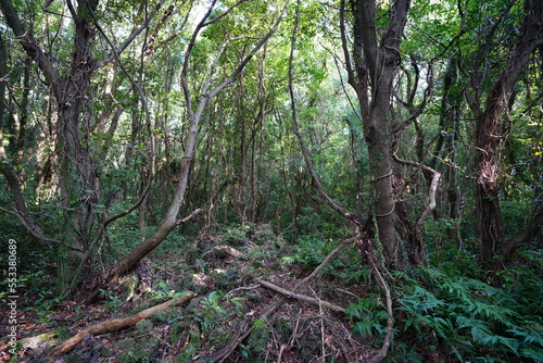 primeval forest with old trees and vines