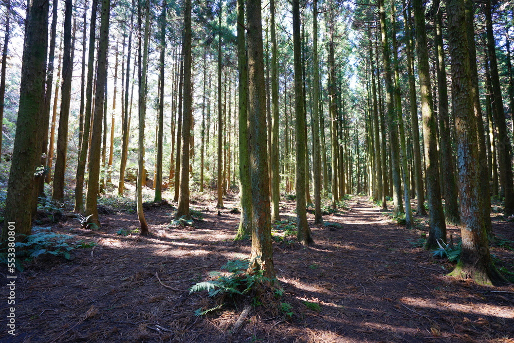 cedar forest in the gleaming sunlight cedar forest in the gleaming sunlight
