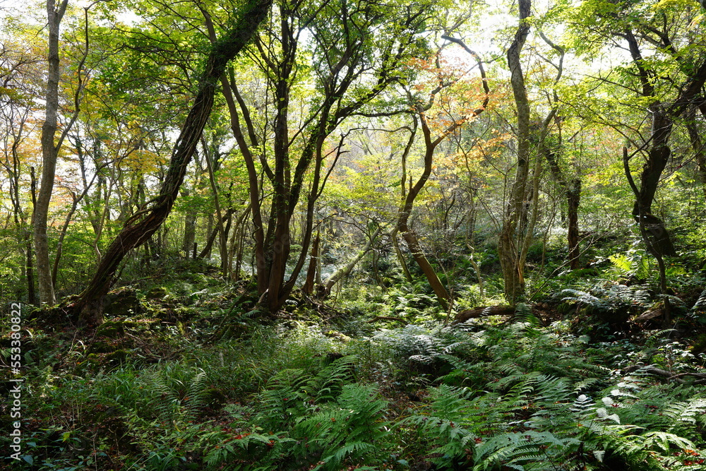 autumn forest in the refreshing sunlight autumn forest in the refreshing sunlight