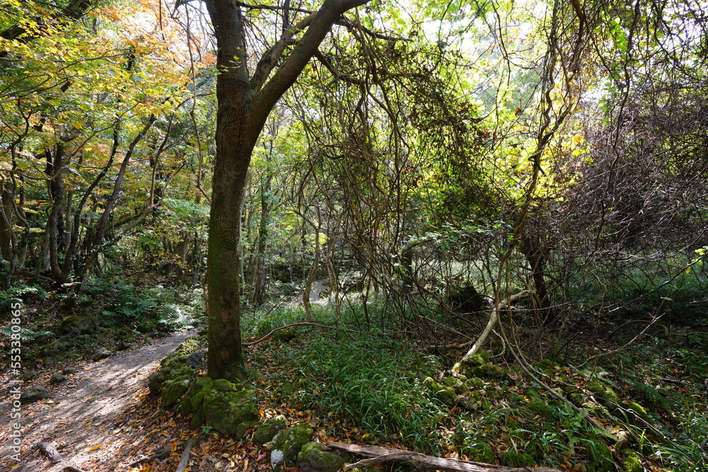 autumn forest with path autumn forest with path
