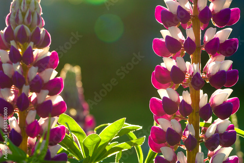 Beautiful spring flowers flowering in the meadow