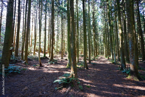 Fototapeta Naklejka Na Ścianę i Meble -  cedar forest in the gleaming sunlight