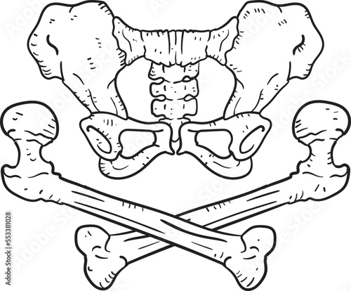 female femur and pelvis pirate style crossbones.