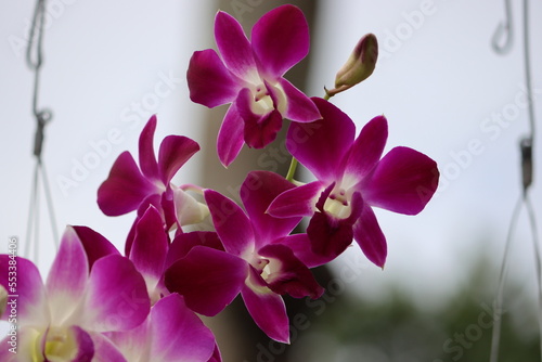 Cambodia. Dendrobium bigibbum  commonly known as the Cooktown orchid or mauve butterfly orchid  is an epiphytic or lithophytic orchid in the family Orchidaceae.