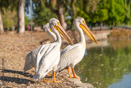 Three white American pelicans stand on the shore of Lake Elizabeth in Fremont Central Park.