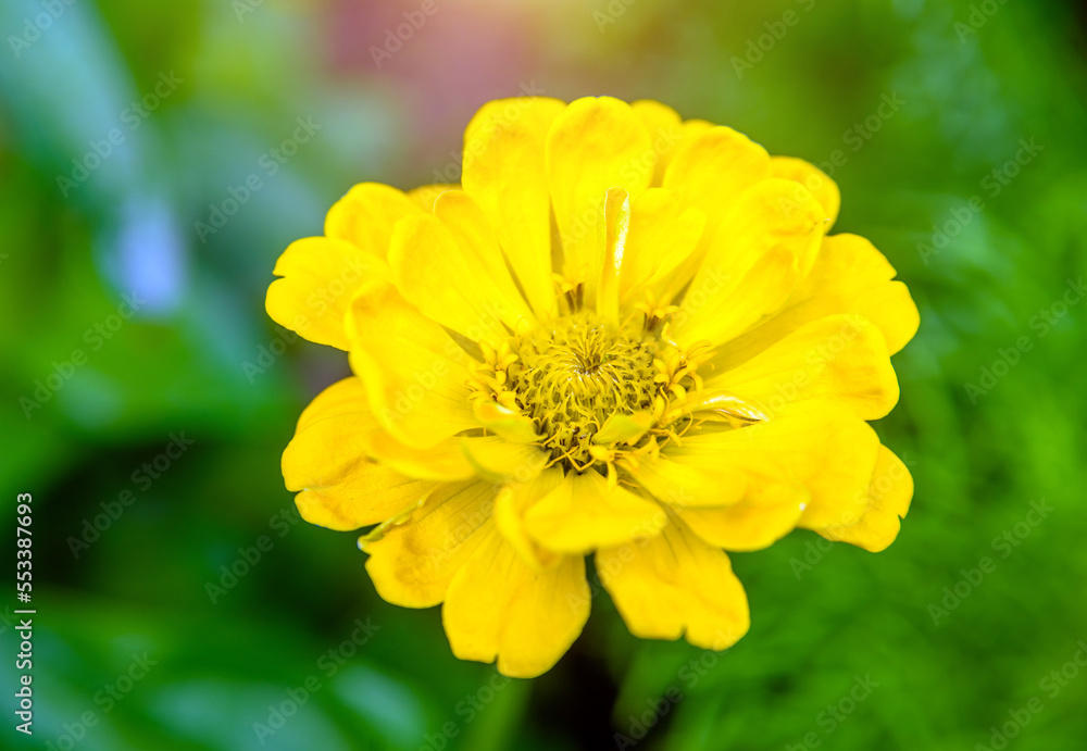 Yellow zinnia on a green natural background Yellow zinnia on a green natural background